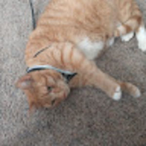 Meet your Posher, Tracey